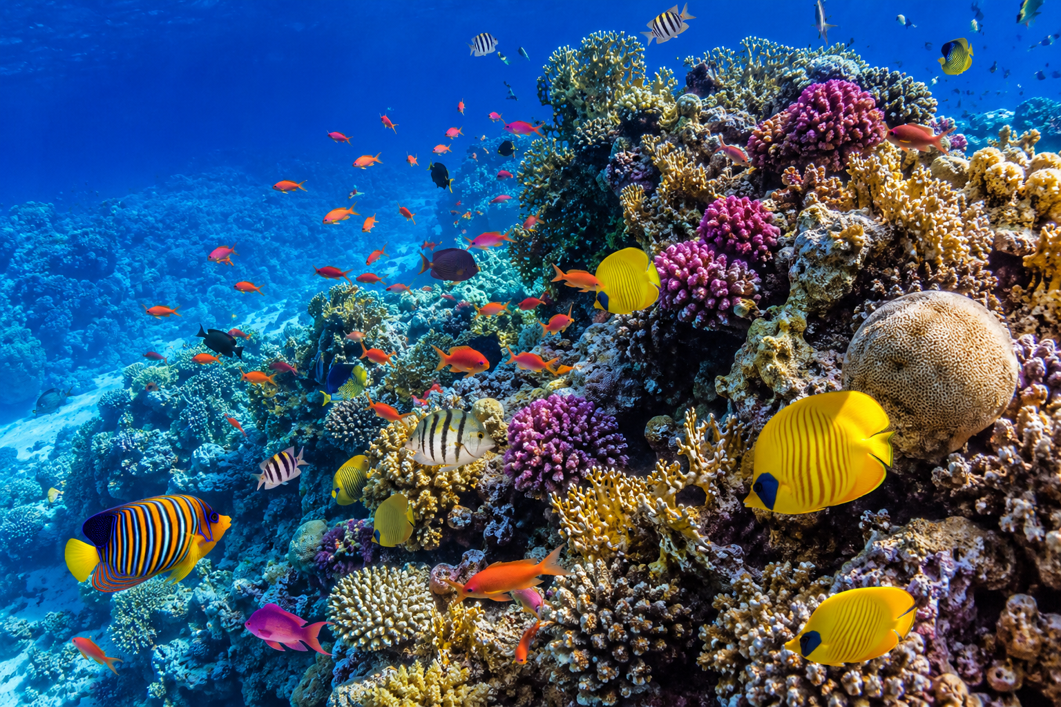 Red Sea Reef Immersion Lab